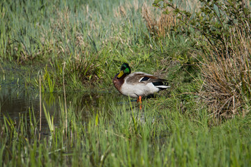 Kallare at pondus in a nature preserve