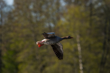 Greylag goose flying over a nature preserve