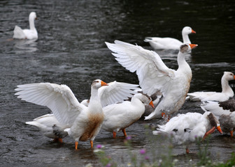 Naklejka na ściany i meble The herd of geese bathe in the river