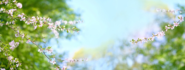 Spring Nature background with cherry flowers. Cherry blossoms on blue sky background. nature scene with blooming tree in Sunny day. Beautiful Panoramic wallpaper banner with copy space.