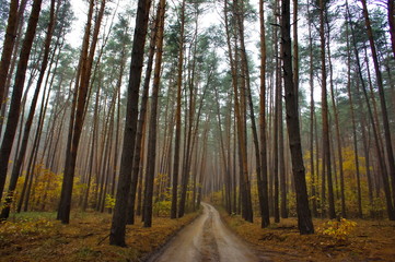 Autumn forest road. Coniferous forest in the fall.
