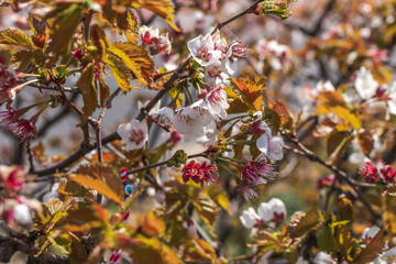Sakura blossom. Sakura background. Spring sakura.