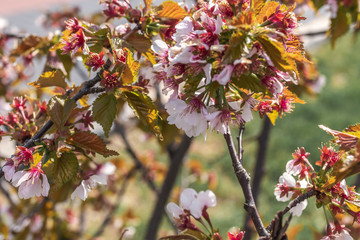 Fototapeta premium Sakura blossom. Sakura background. Spring sakura.