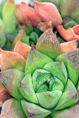 Fototapeta premium Abstract Close Up of a Cactus Succulent Plant 