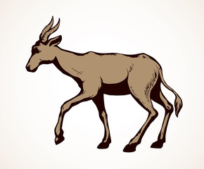 Antelope. Vector illustration