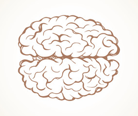 Brain. Vector drawing