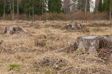 stumps after cutting conifer forest. deforestation