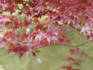 Acer palmatum 'Atropurpureum'. Erable pourpre du Japon ou érable palmé aux feuillage de coloration flamboyante