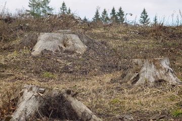 Fototapeta premium Deforestation. Three old fir stumps in front of a blurred forest