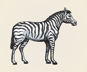 Zebra. Vector drawing