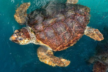 Turtle swimming in Project Tamar tank at Praia do Forte, Brazil