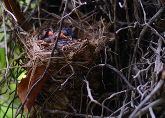 Sleeping red-whiskered bulbul baby birds in nest
