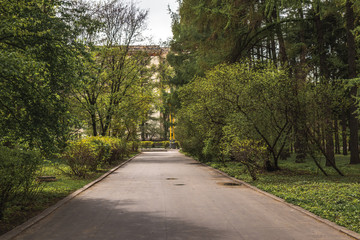 Fototapeta na wymiar Sidewalk walking pavement alley path with trees in park. nature landscape. Summer walk.
