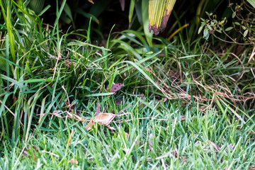 Green Garden 
