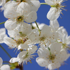Beautiful cherry tree blooming flowers closeup on blue background
