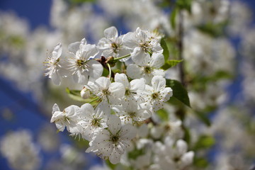 Beautiful cherry tree blooming flowers closeup