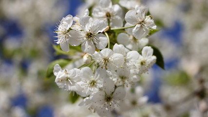 Beautiful white cherrytree flowers close-up