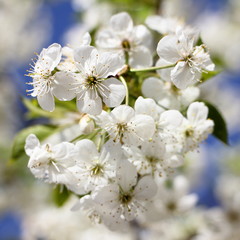 Obraz premium Beautiful white cherrytree flowers closeup