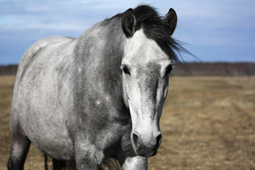 Grey andalusian horse walking in the pasture, portrait.