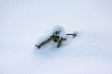 a branch of spruce sticks out from under the snow