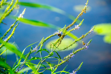 bumblebee sitting on the grass near the water