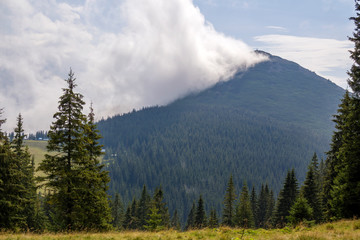 Panorama view of white cloud on top of mountain with green spruce forest and fir-trees on grassy meadow on sunny day. Summer mountain landscape.