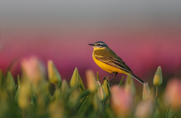 Yellw wagtail Sits on Dutch tulips 
