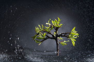 lonely tree with green leaves in time of storm