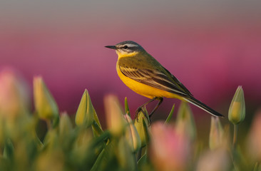 Yellw wagtail Sits on Dutch tulips 