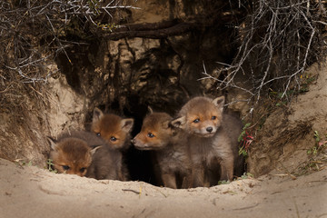 Red fox cubs in nature in springtime