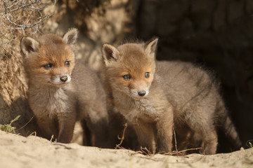 Red fox cubs in nature in springtime