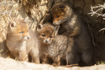 Red fox cubs in nature in springtime