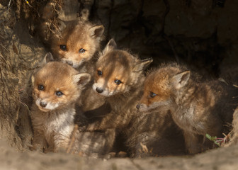 Red fox cubs in nature in springtime