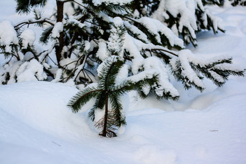 spruce on the edge of winter forest