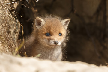 Red fox cubs in nature in springtime