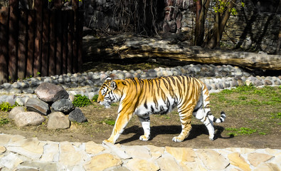 striped tiger at the zoo