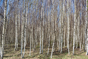 Fototapeta premium Birch Grove