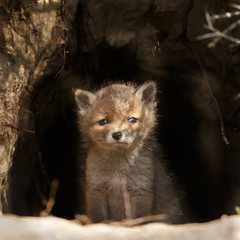 Red fox cubs in nature in springtime
