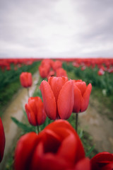 Red tulips standing in the rain