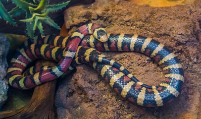 Arizona mountain king snake in closeup, vibrant colored tropical serpent from America, popular pet in herpetoculture
