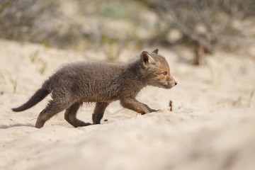 Red fox cubs in nature in springtime