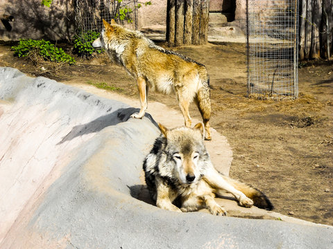 two grey wolves at the zoo