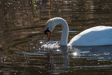 Swan in pond with water glittering and reflections