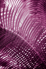 Naklejka premium nature poster. leaf of palm