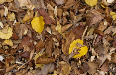 yellow autumn leaves