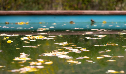 pond with water lilies