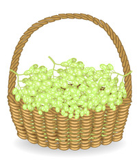 Fototapeta na wymiar A bountiful harvest. In a beautiful wicker basket fresh grapes in a basket. The fruit is very tasty and vitamin. The berries are juicy white and green, healthy. Vector illustration