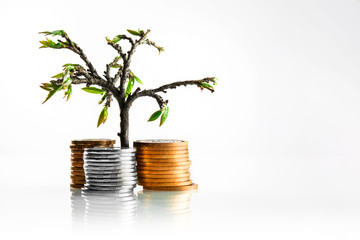 money tree with coins on a white background