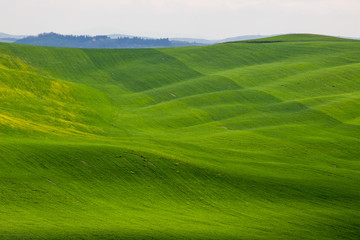 Crete Senesi green hills in Tuscany