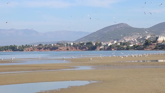 seagulls flying at a low tide beach called Liani Ammos in Chalcis Euboea Greece